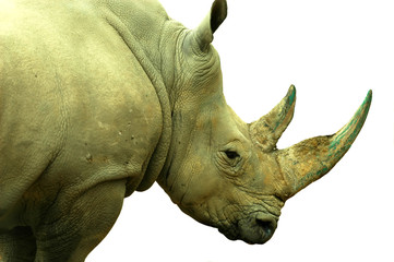 head of a rhino © camerawithlegs