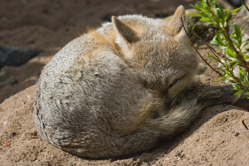 Obraz premium Swift fox keeping an eye open