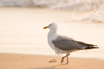 Herring-gull walking along the beach