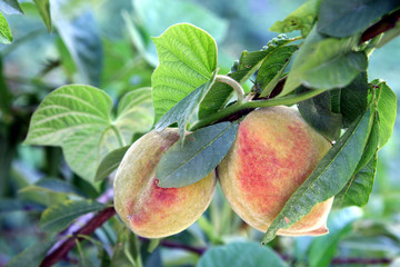 Peach Tree in Portugal