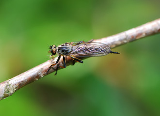 Damselfly