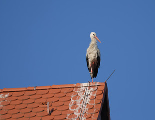 Stork