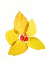Autumn, fall leaves decorative still at studio white background
