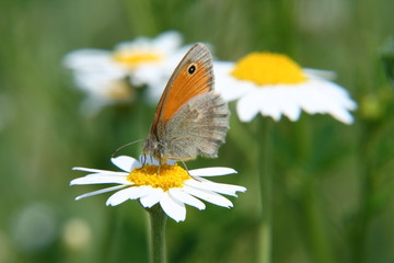 Butterfly on the margarita flower