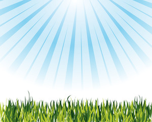 Obraz premium A beautiful meadow for your design project