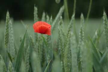 Fototapeta premium Coquelicot solo