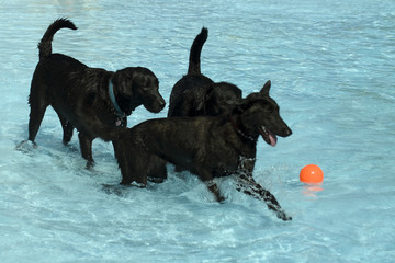 Three Black Dogs