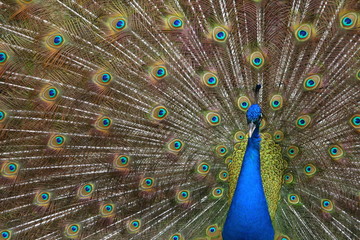 Obraz premium peacock