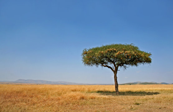 Landschaft mit Baum, Masai Mara Kenia