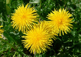 dente di leone © paolofusacchia