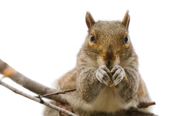 Fototapeta premium Eichhörnchen auf weißem Hintergrund