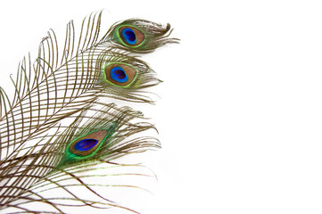 Obraz premium Peacock feathers