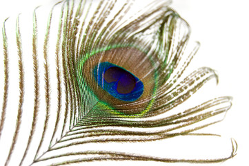 Naklejka premium Peacock feather
