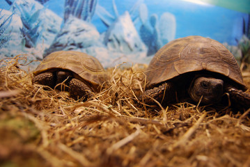 Schildkröten