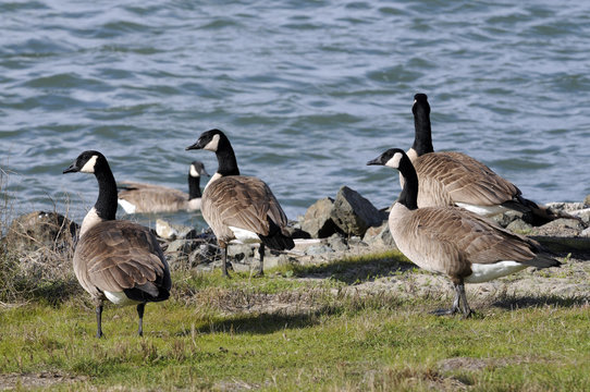 Wild geese by the bay