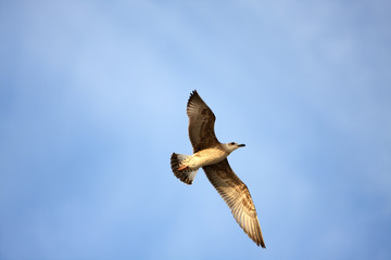 Seagull flying on the blue sky
