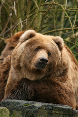 Obraz na płótnie Canvas Big brown bear looking at you