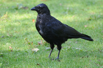 The  Black Crow