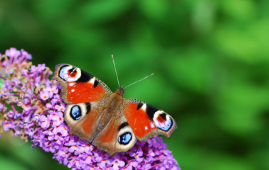 Fototapeta na wymiar Peacock butterfly