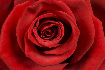 Rosenblüte Macro