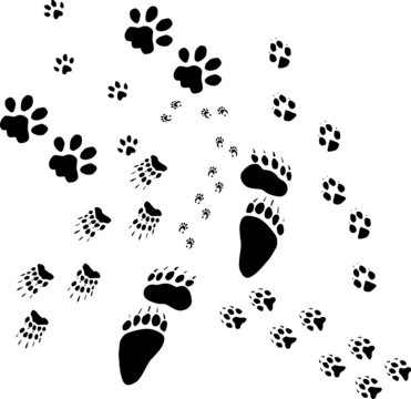 animal footpath
