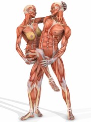 Muskelaufbau eines weiblichen und männlichen Körpers