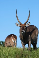 Waterbuck Front and Rear