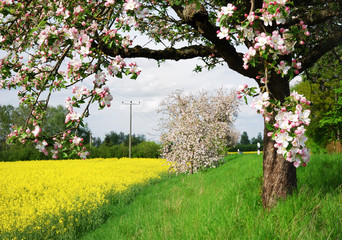 Flowering tree