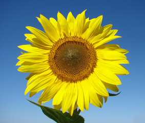 Obraz premium sunflower