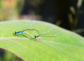 Mating damselflies