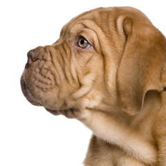 Dogue de Bordeaux puppy (2 months)