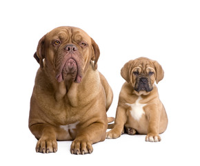 Dogue de Bordeaux puppy (2 months)