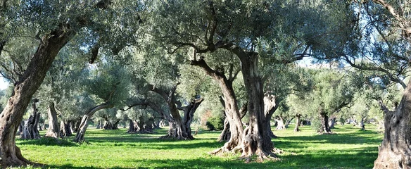 Deurstickers olijfbomen provence © jm