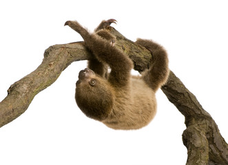 baby Two-toed sloth (4 months) - Choloepus didactylus
