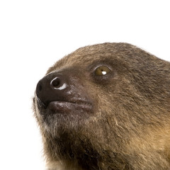baby Two-toed sloth (4 months) - Choloepus didactylus © Eric Isselée