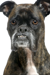 Boxer (9 years)