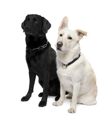 Fototapeta premium couple of Bastard