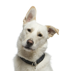 Obraz premium Bastard