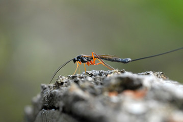 holzwespen, schlupfwespe, Rhyssa persuasoria