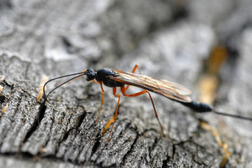 holzwespen, schlupfwespe, Rhyssa persuasoria