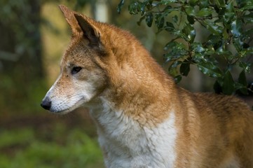 Dingo