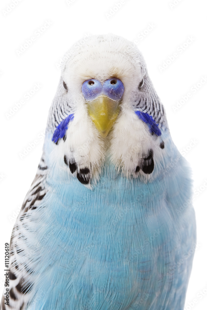 Canvas Prints budgerigar