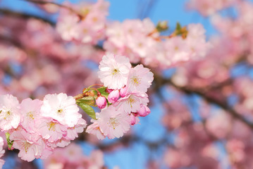 Cherry blossoms