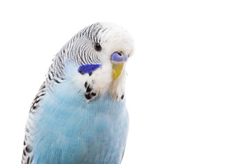 Naklejka premium Budgerigar