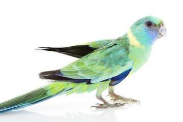 Clonclurry Parakeet
