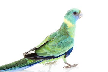 Clonclurry Parakeet