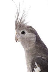 White-faced Cockatiel