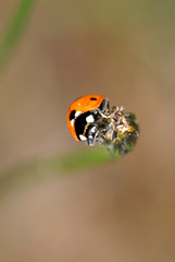 marienkäfer, käfer, coccinellidae