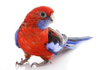 Crimson Rosella