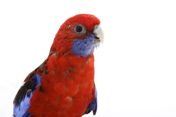 Crimson Rosella